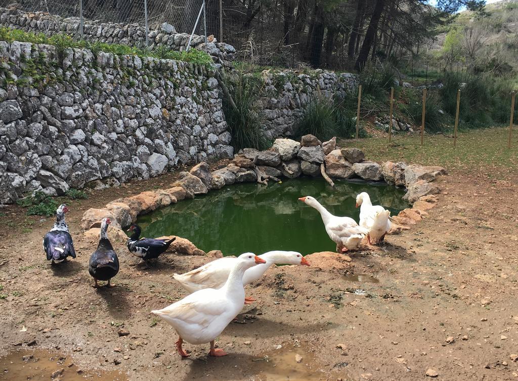 Finca Ses Fontanelles Andraitx Kültér fotó